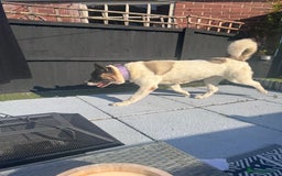 Akita dogs for sale: Akita - Roxy - Image 2