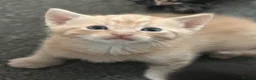 Domestic Shorthair cats for sale: Beautiful kittens - Advert 35