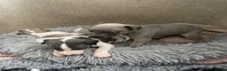 Whippet dogs for sale: Whippet Puppies for sale  - Advert 13
