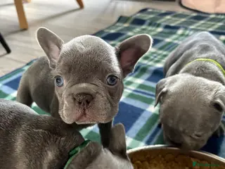 French Bulldog dogs Only 2 stunning blue French bulldog boys left - Advert 4