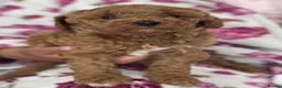 Cavapoo dogs for sale: ⭐️Top Quality Health Tested Toy Cavapoo Puppies⭐️ - Advert 23