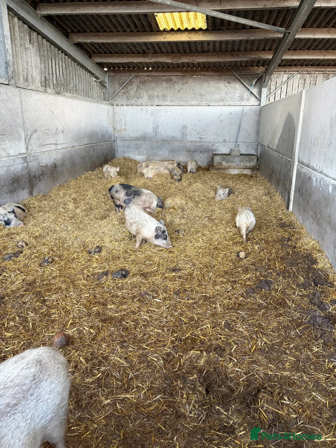 Pig livestock for sale: True Juliana micro pigs  - Advert 5
