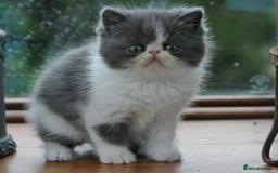 Exotic cats for sale: 2 Exotic male pedigree kittens - Image 1