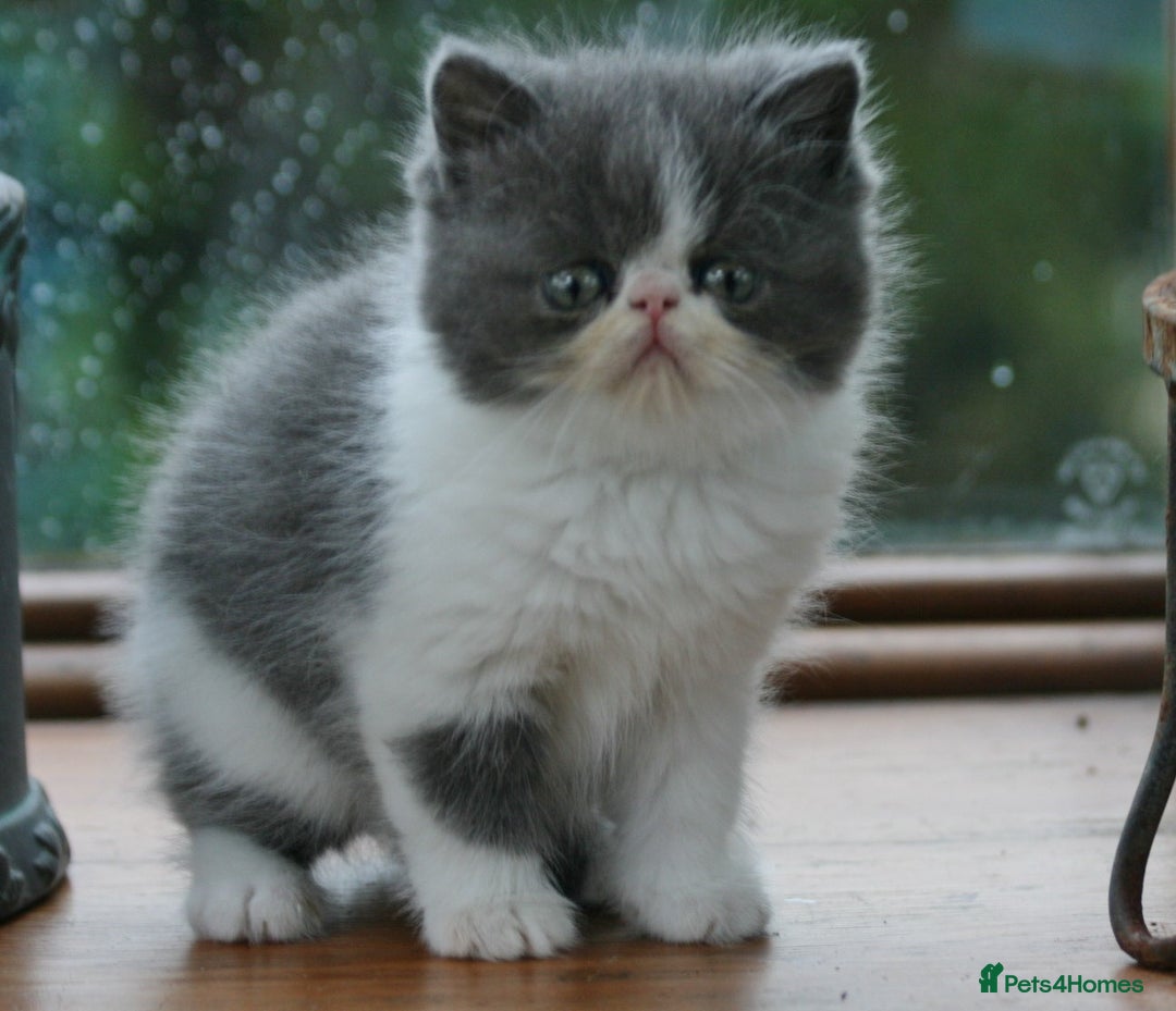 Exotic cats for sale: 2 Exotic male pedigree kittens - Image 1