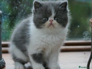 Exotic cats - Advert 5