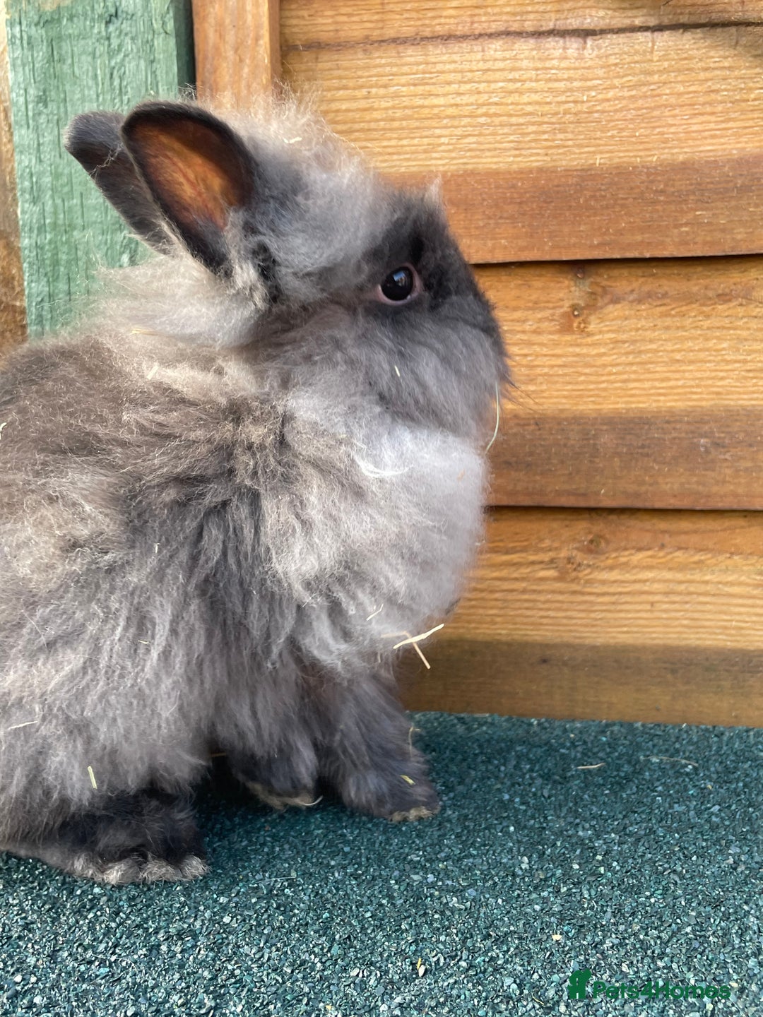 Lionhead rabbits for sale: One male  - Advert 8