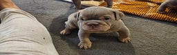 English Bulldog dogs for sale:  English Bulldogs - Advert 9