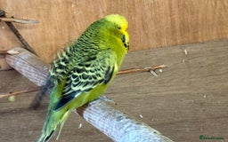 Budgerigars birds for sale: Budgies for sale  - Image 3