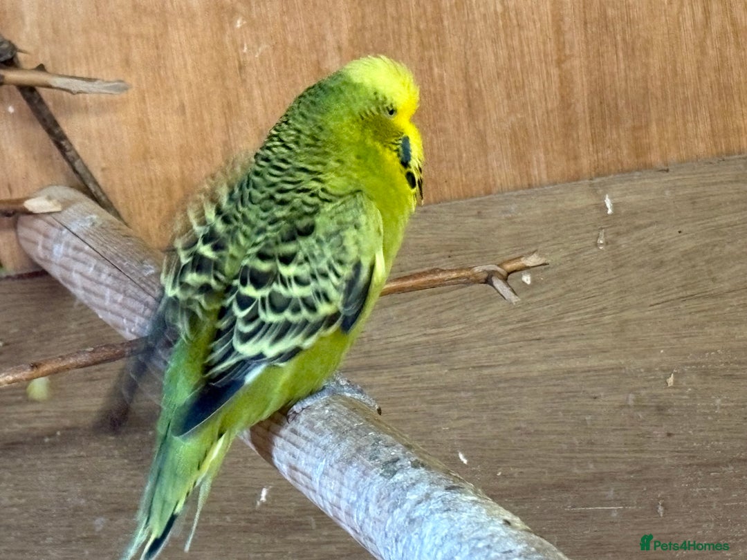 Budgerigars birds for sale: Budgies for sale  - Image 3