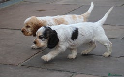 Cocker Spaniel dogs for sale: Beautiful pedigree cocker spaniel puppies - Image 3