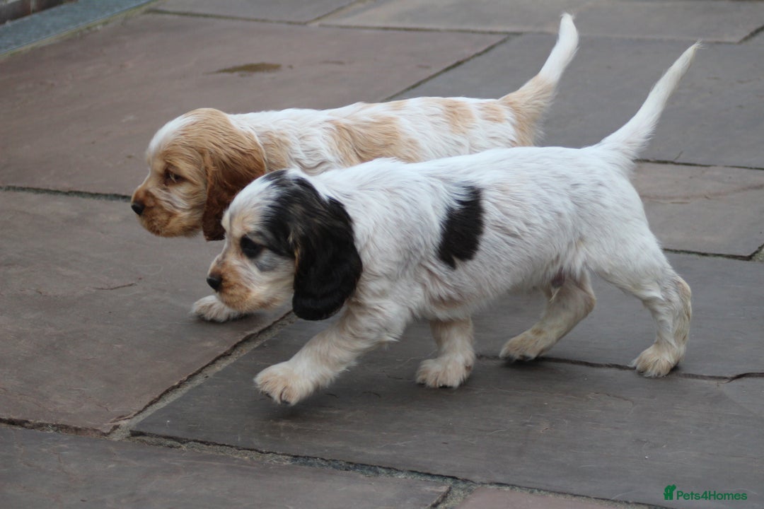 Cocker Spaniel dogs for sale: Beautiful pedigree cocker spaniel puppies - Image 3