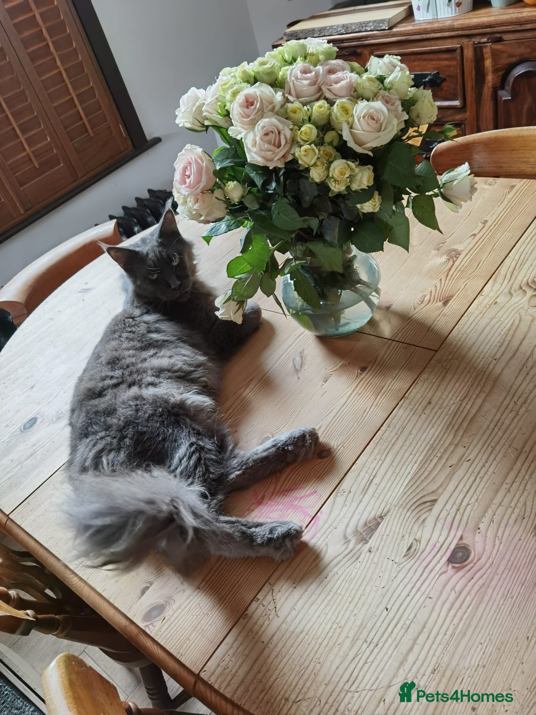 Maine Coon cats for sale: Three beautiful Maine Coon kittens - Advert 18