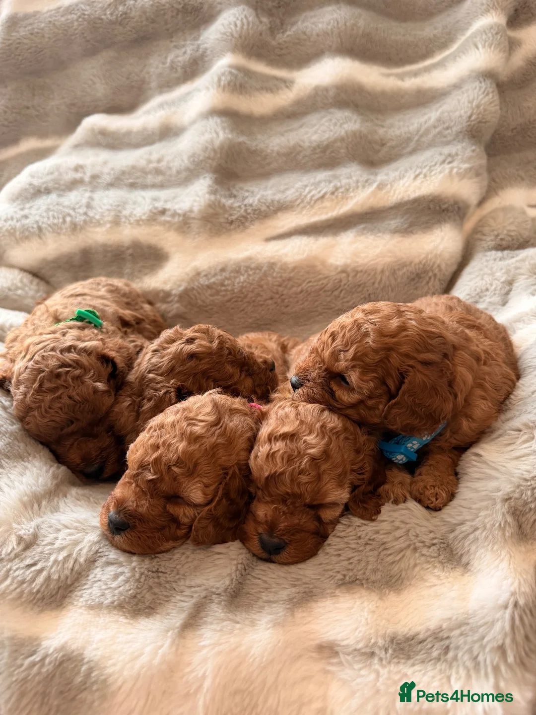 Cavapoo dogs for sale: 5 Deep Red Cavapoos - Advert 2