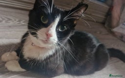 Mixed Breed cats for sale: Kittens  - Image 13
