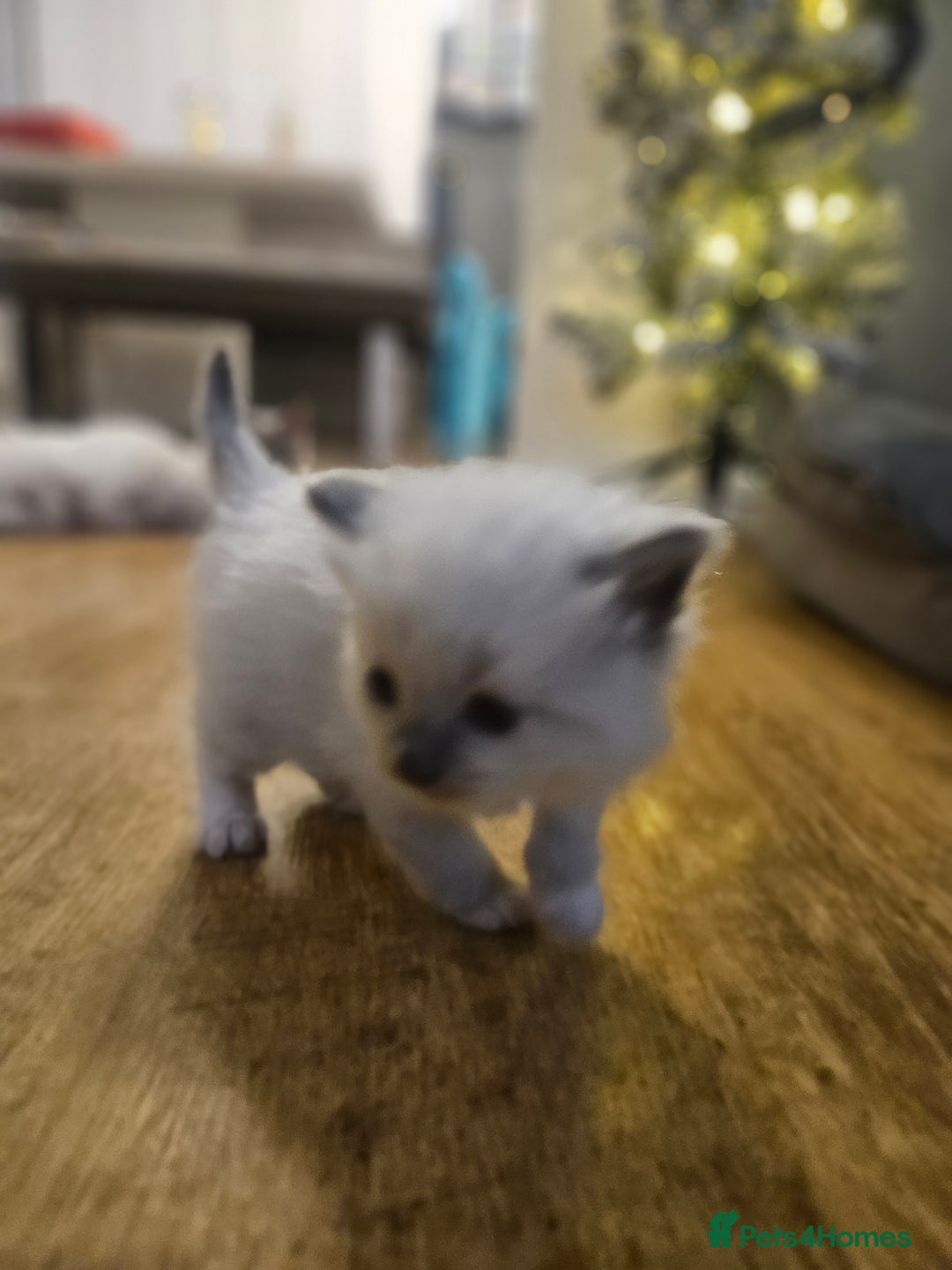 Ragdoll cats for sale: Baby girl and boy ragdoll kittens - Advert 11