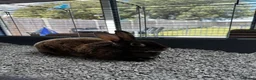 Rex rabbits for sale: Pure Female Standard Rex  in Rochester - Advert 3