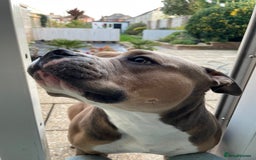 American Bully dogs for sale: Female pocket bully for rehoming - Image 3