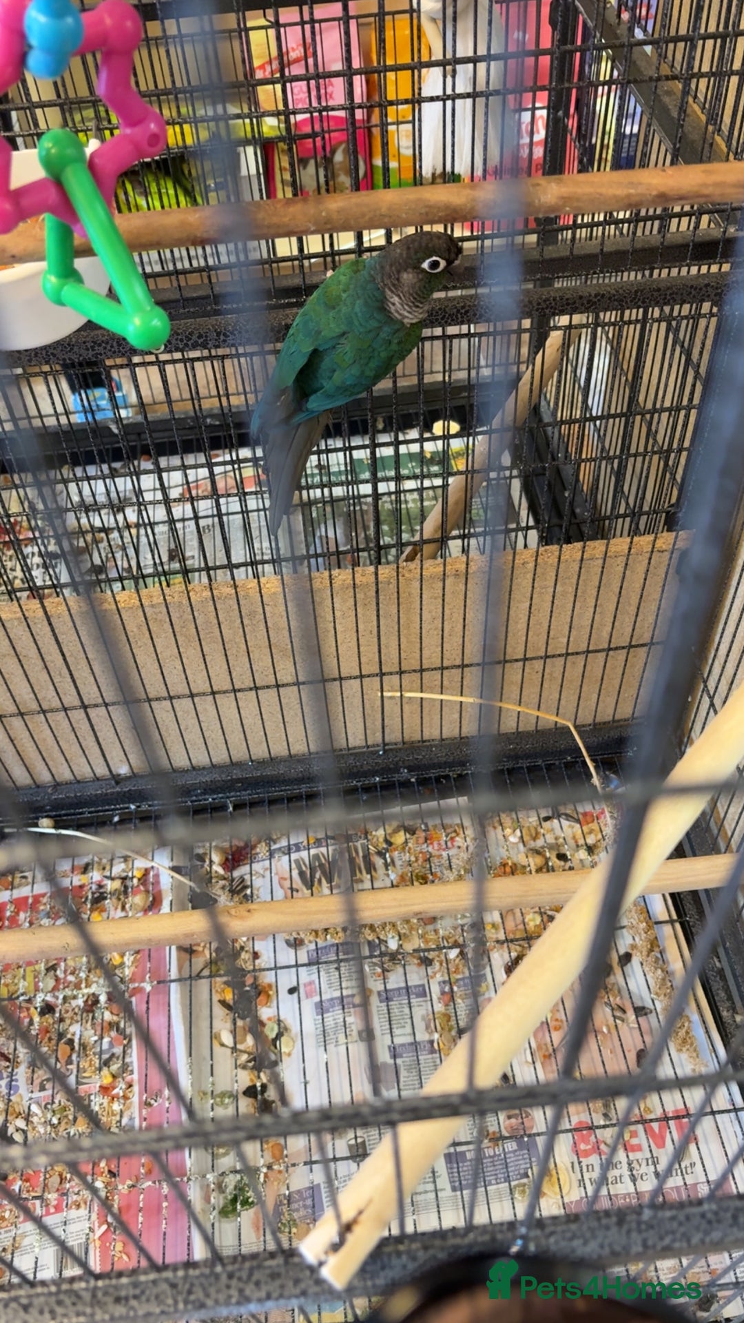 Conures birds for sale: Conure  - Advert 6