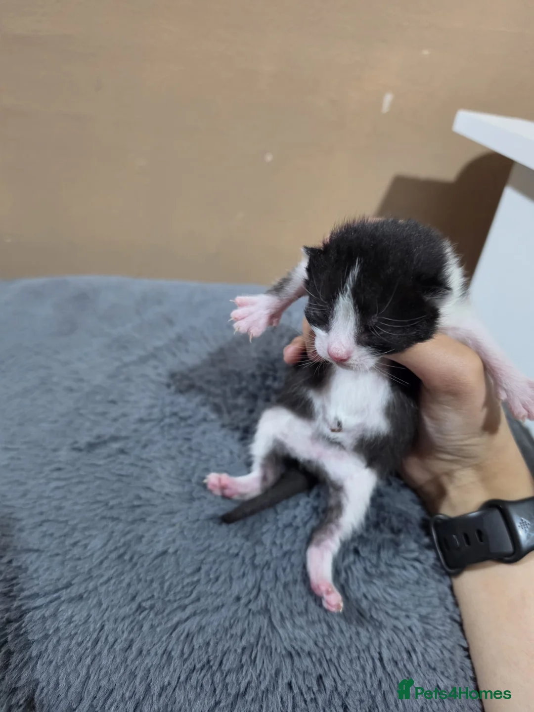 Mixed Breed cats for sale: Gorgeous Kittens - Advert 2