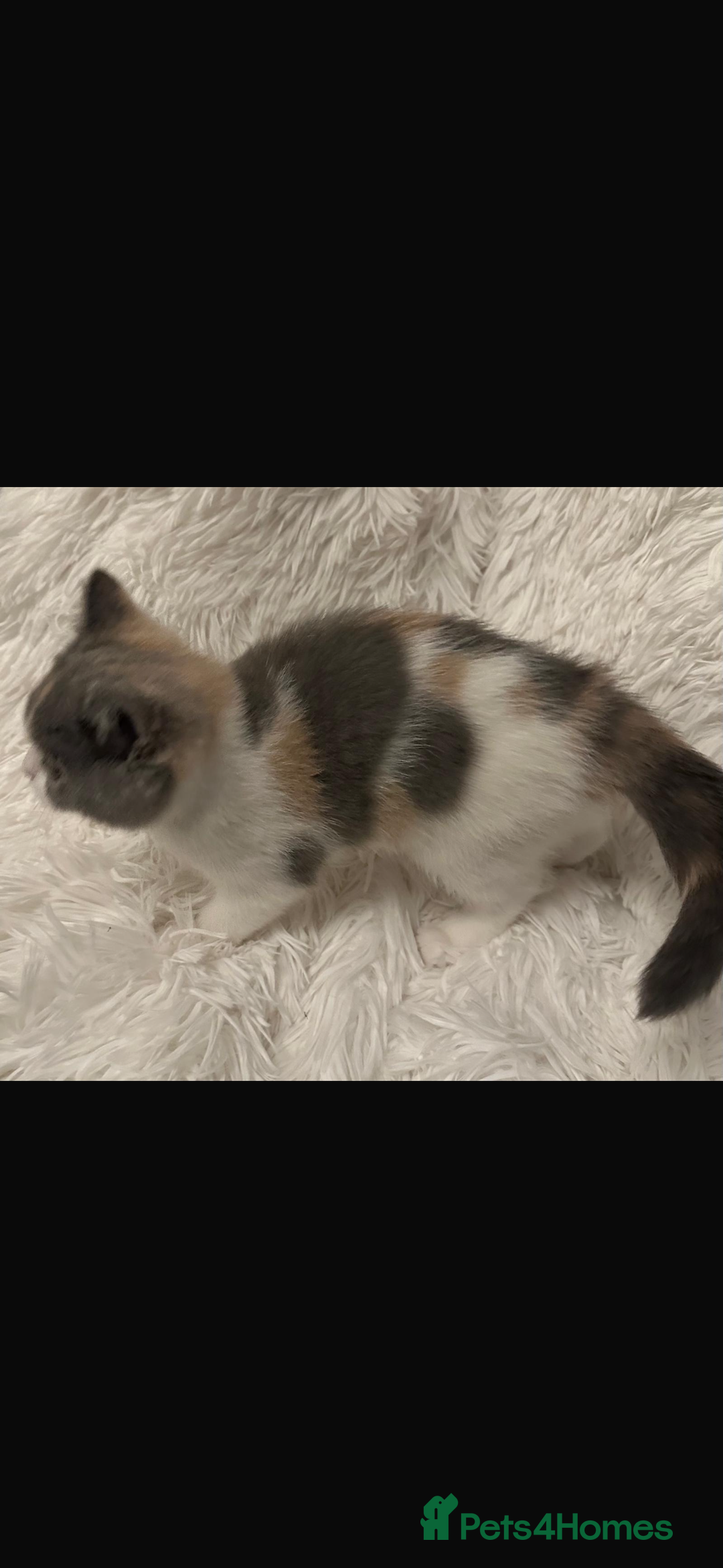 British Shorthair cats for sale: 1 left Ready NOW GCCF BSH kittens  - Advert 17