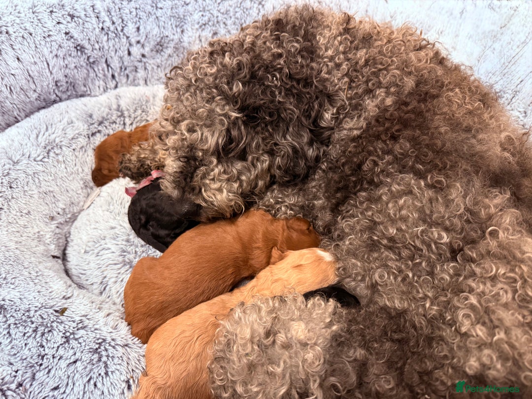 Labradoodle dogs for sale: Australian labradoodles  - Advert 2