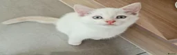 Mixed Breed cats for sale: Two adorable kittens ready for new home - Advert 5