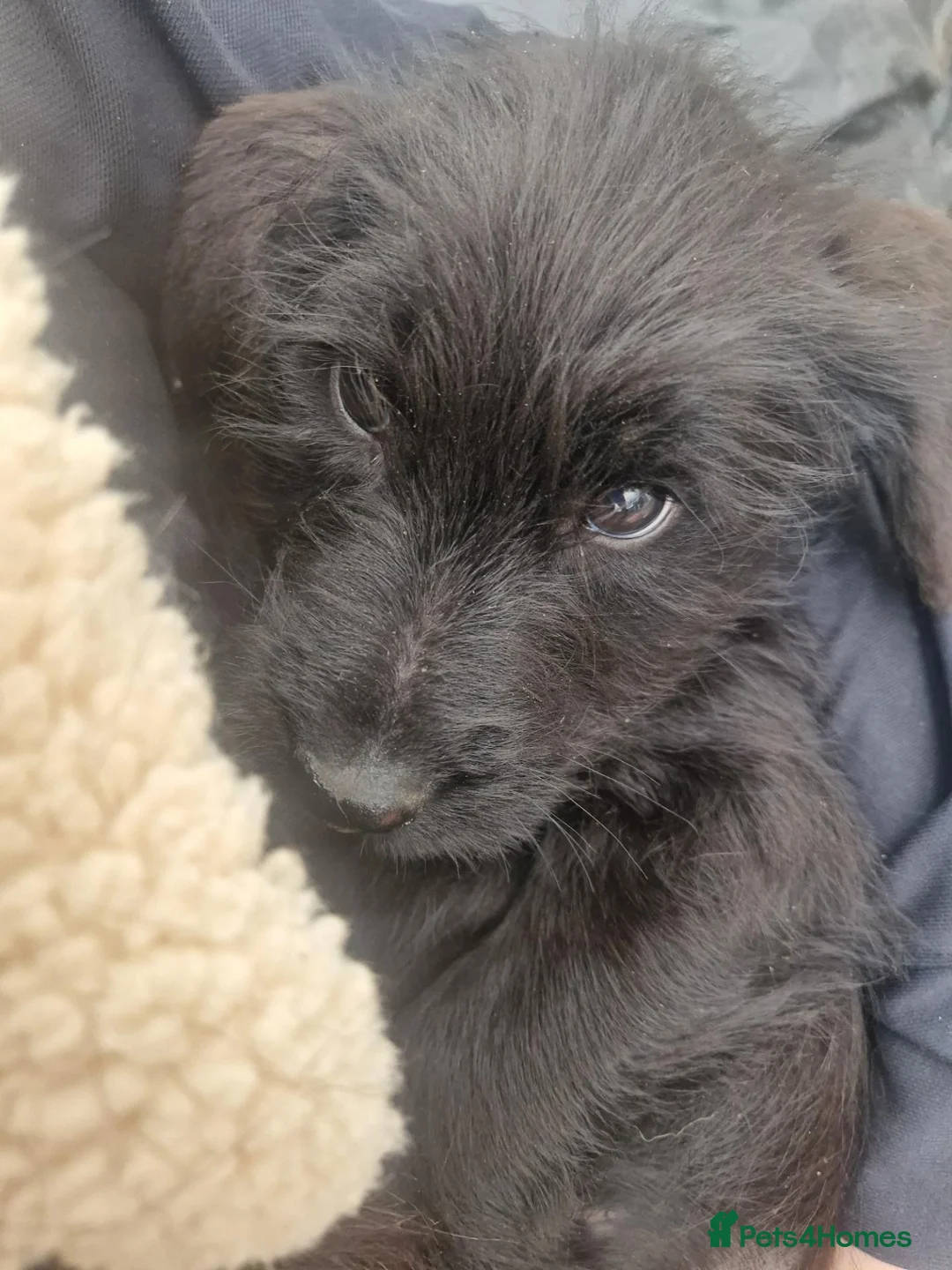 Mixed Breed dogs for sale: Giant schnauzer x Labrador puppies  - Advert 1