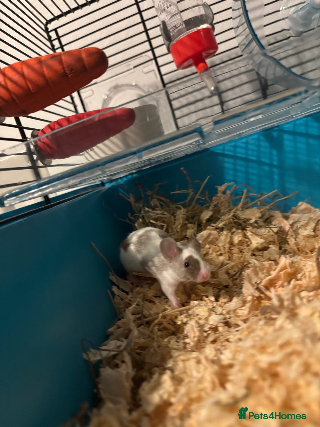 Mouse rodents for sale: Two Female Mice and Cage  - Advert 2