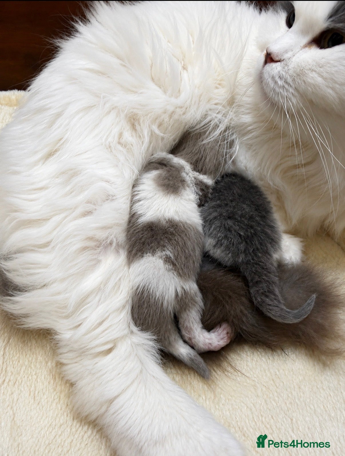 British Shorthair cats GCCF British Shorthair kitten - Advert 2