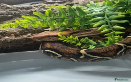 Snake reptiles for sale: BCI boa constrictor  - Image 4