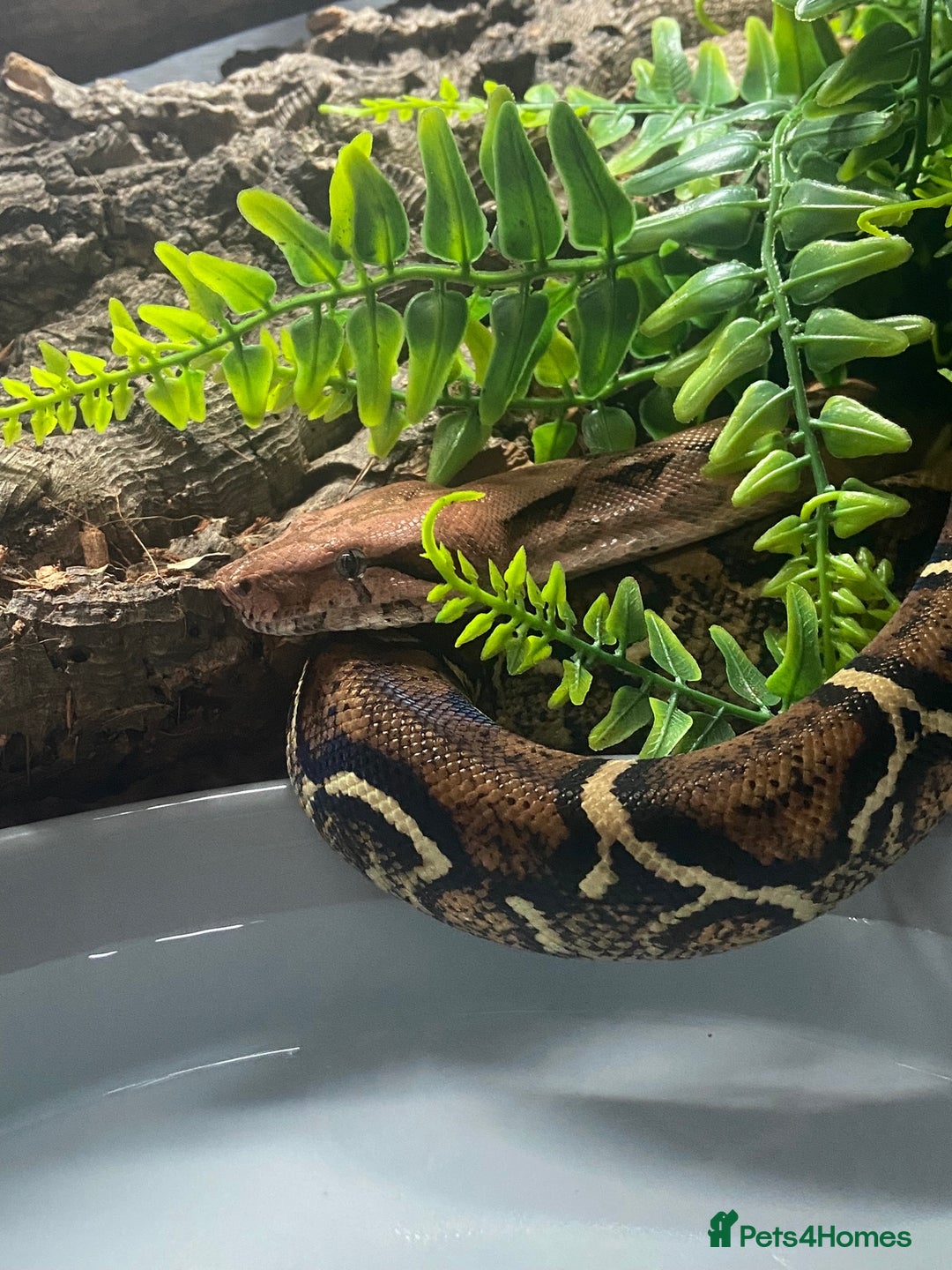 Snake reptiles for sale: BCI boa constrictor  - Image 4