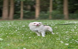 Chihuahua dogs for stud: FOR STUD Little chihuahua looking for girlfriend  - Image 5