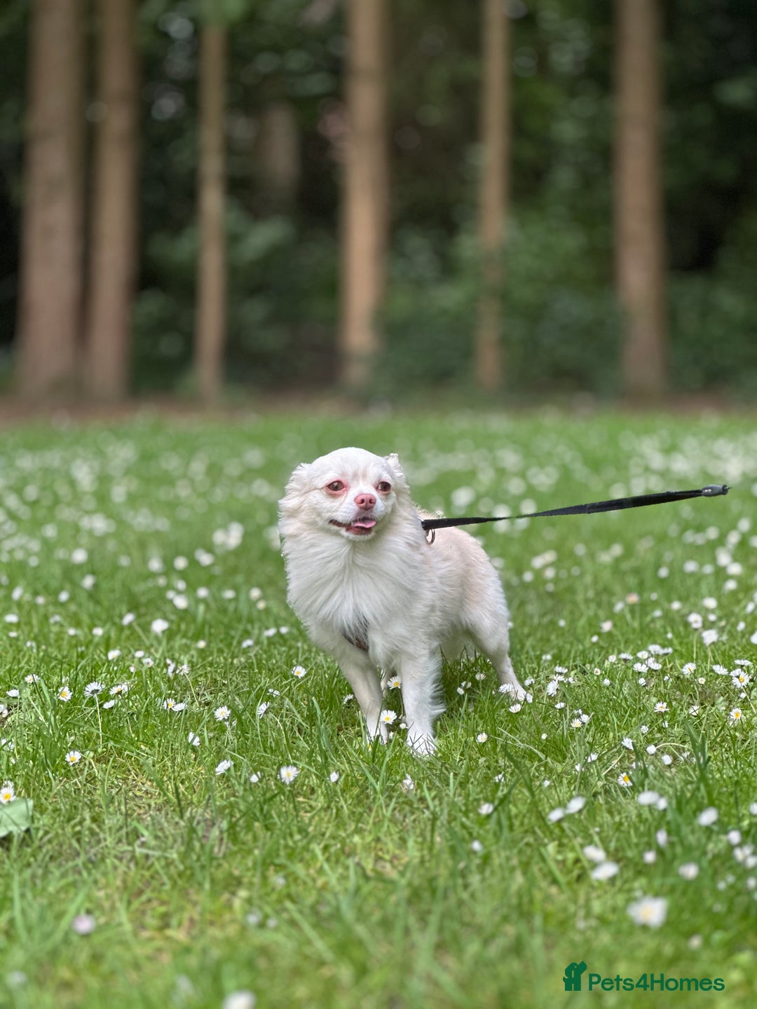 Chihuahua dogs for stud: FOR STUD Little chihuahua looking for girlfriend  - Image 5
