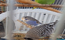 Budgerigars birds for sale: Baby budgies £20 each - Image 6