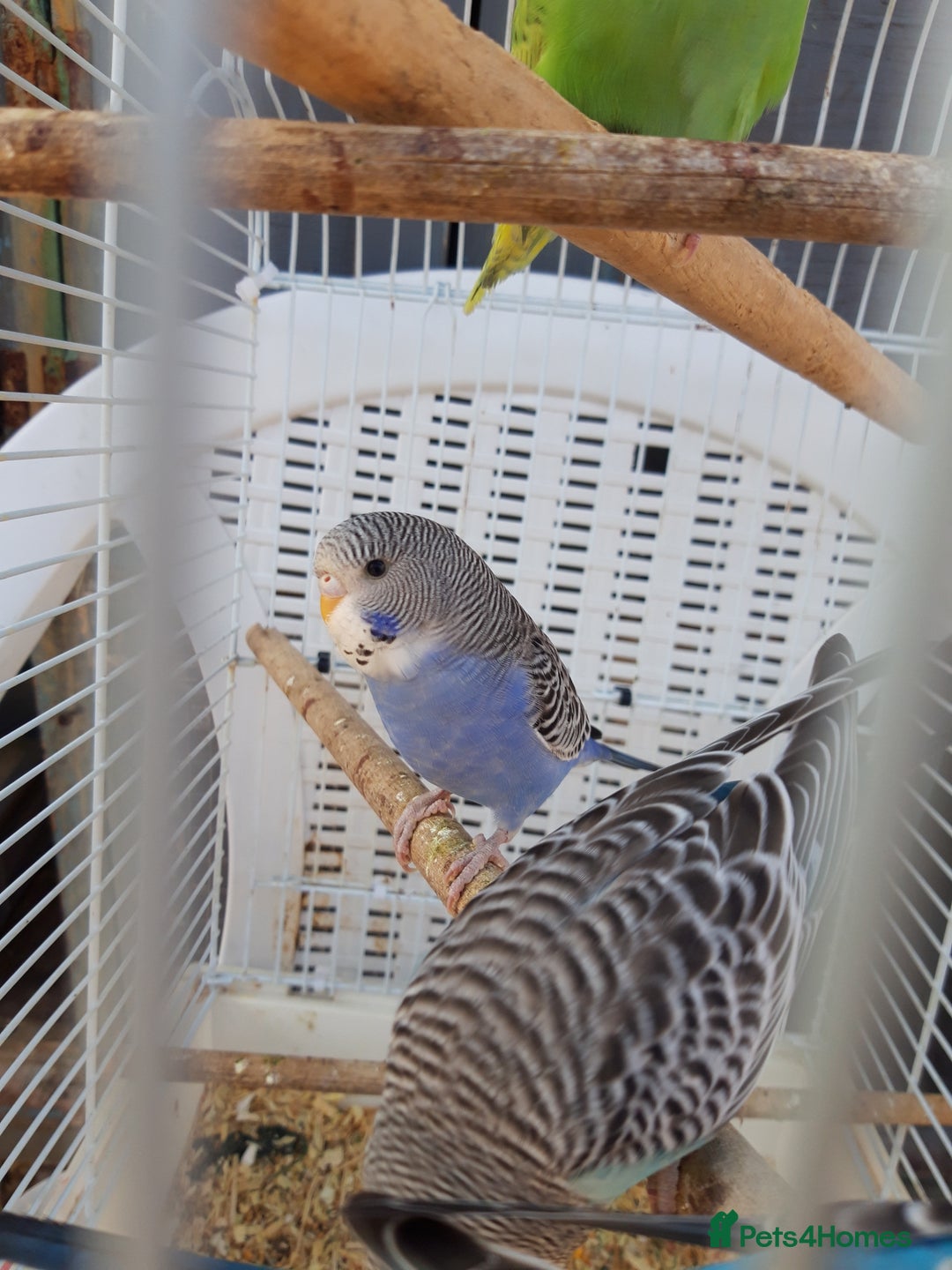 Budgerigars birds for sale: Baby budgies £20 each - Image 6