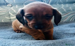 Dachshund dogs for sale: BEAUTIFUL KC REG STANDARD SMOOTH DACHSHUNDS  - Image 12