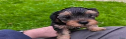 Yorkshire Terrier dogs for sale: Beautiful Yorkshire Terrier Pupp – 2 Girls & 1 Boy - Advert 3