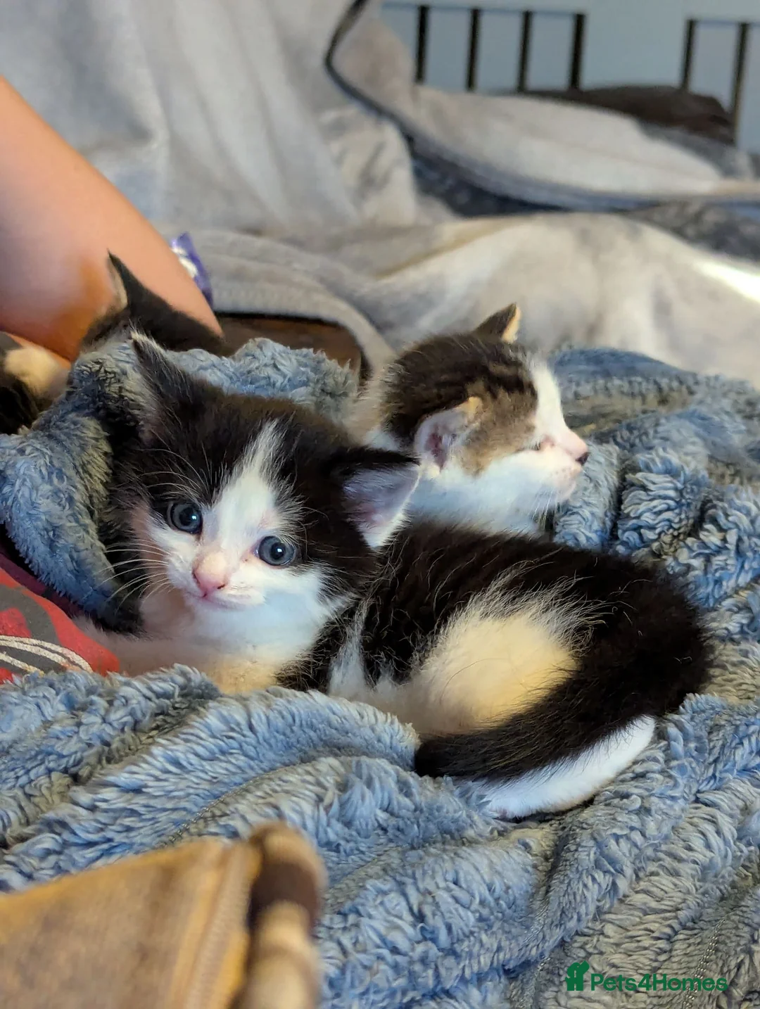 Mixed Breed cats for sale: Gorgeous kitten very playful in Darlington - Advert 3