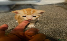 Turkish Angora cats for sale:  **  Kittens - Advert 3