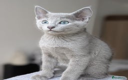Russian Blue cats for sale: Russian Blue - last boy available  - Image 6
