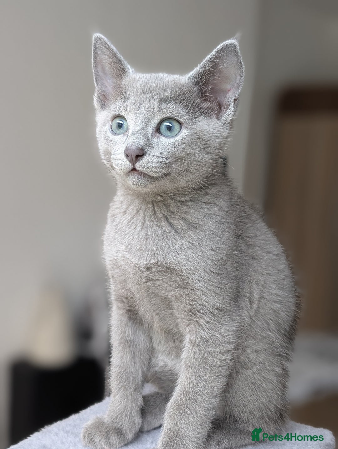 Russian Blue cats for sale: Russian Blue - last boy available  - Image 6