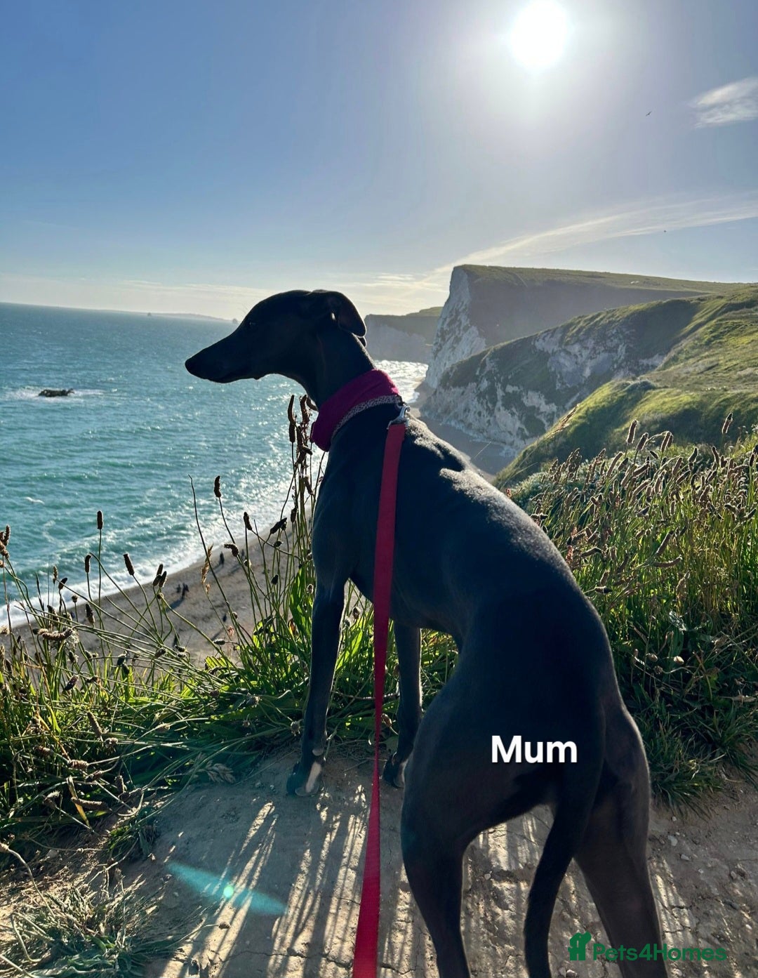 Whippet dogs for sale: Beautiful Male Whippet Puppy - Image 18