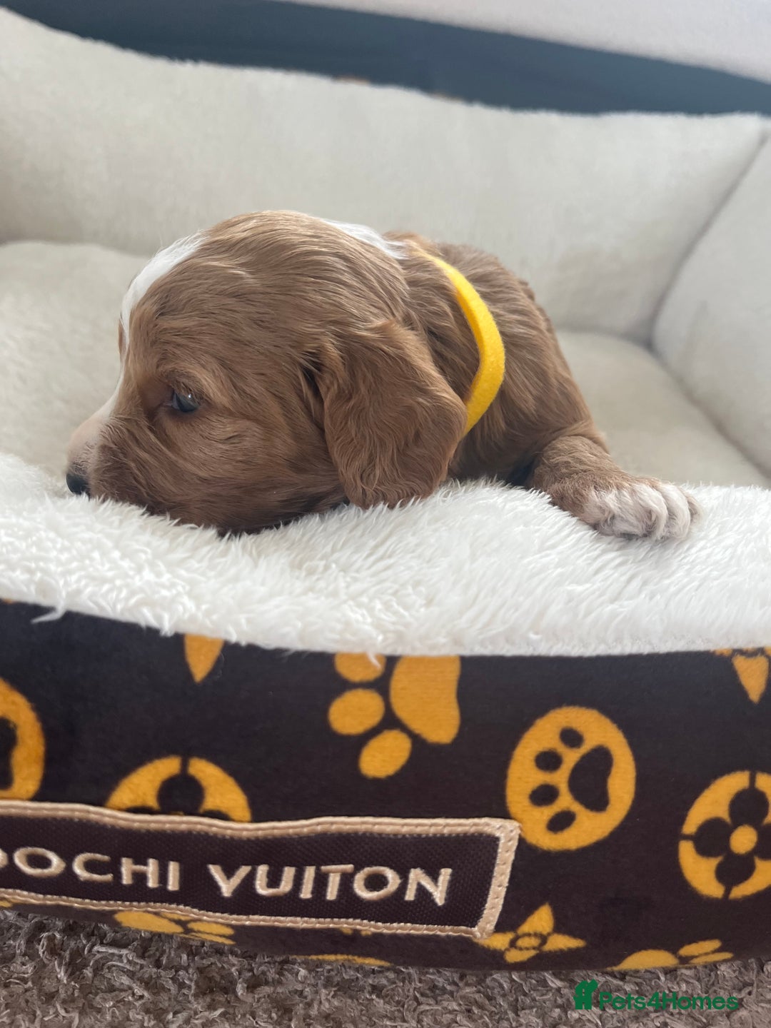Cockapoo dogs for sale: Gorgeous cockapoo puppies for sale - Advert 5