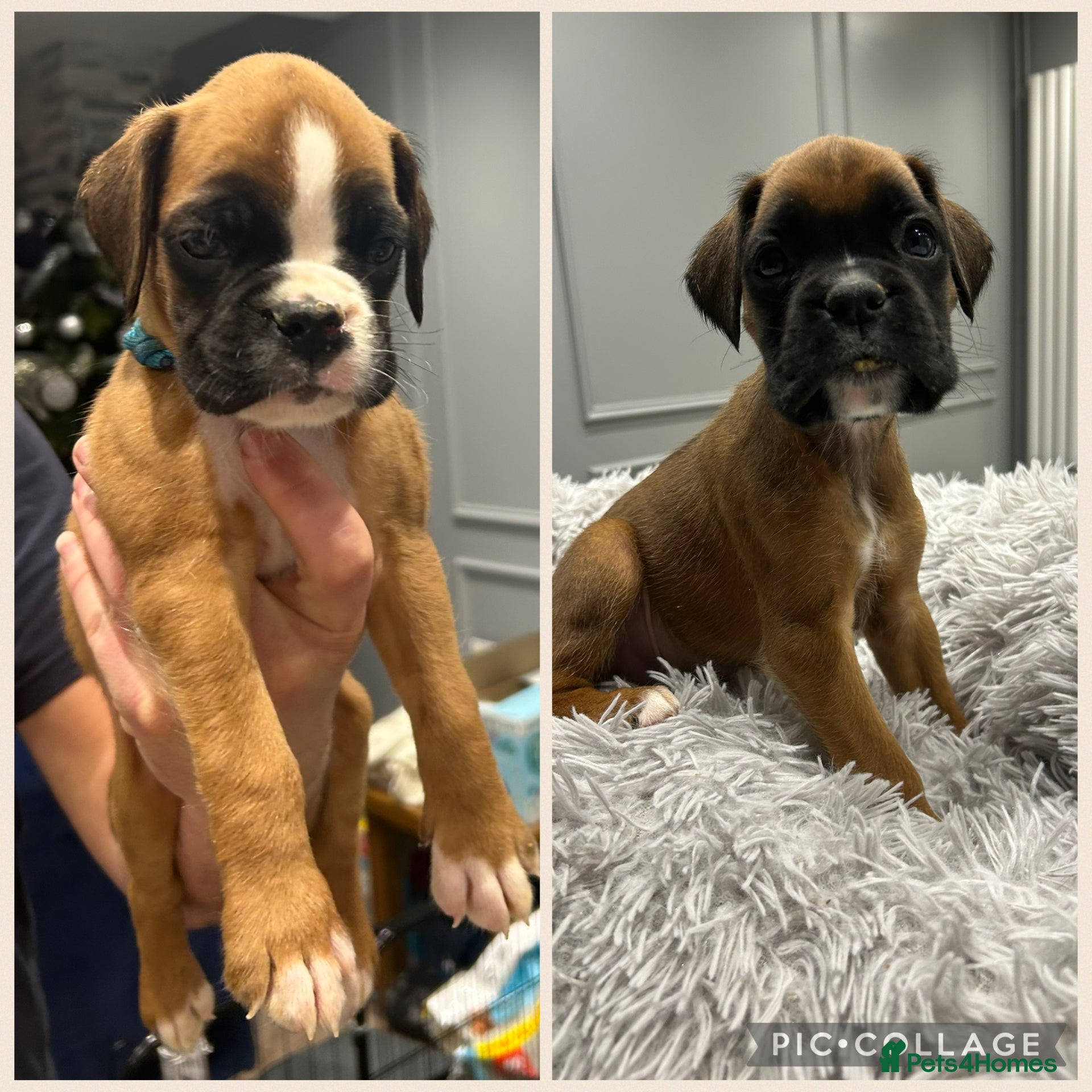 Boxer dogs 9 Beautiful Boxer Puppies - Pet Only  - Advert 2