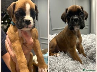 Boxer dogs 9 Beautiful Boxer Puppies - Pet Only - Advert 2