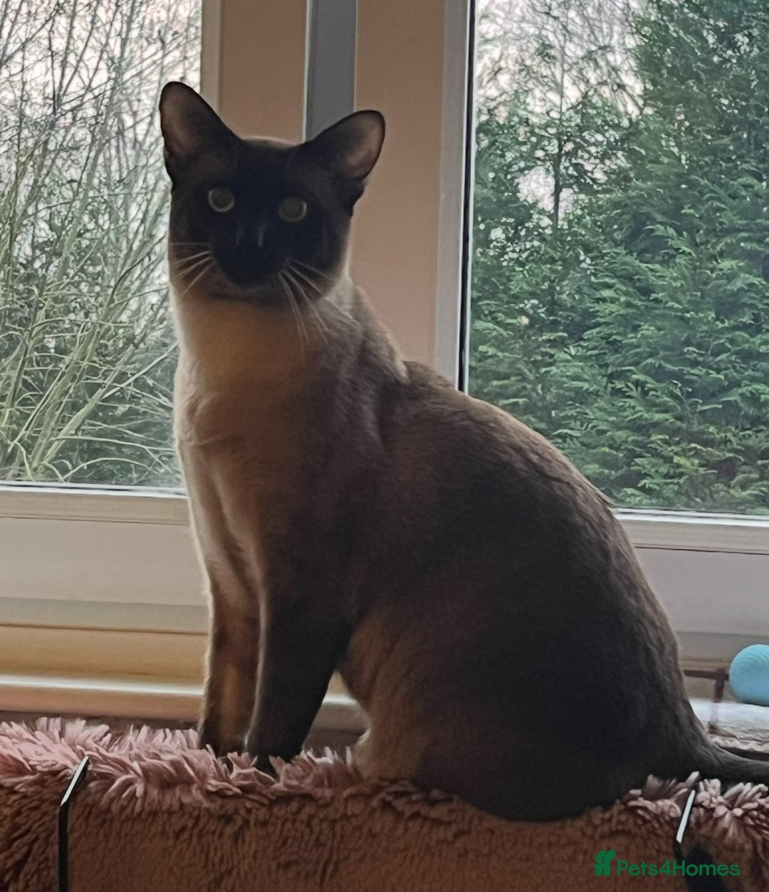 Siamese cats for stud: Seal Point Siamese Boy - Image 2