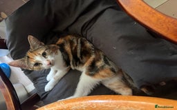 Domestic Shorthair cats for sale: Unique & Beautiful Tabby kitten - Image 9