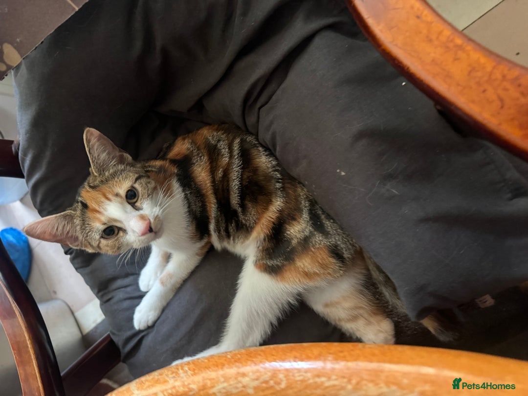 Domestic Shorthair cats for sale: Unique & Beautiful Tabby kitten - Image 9
