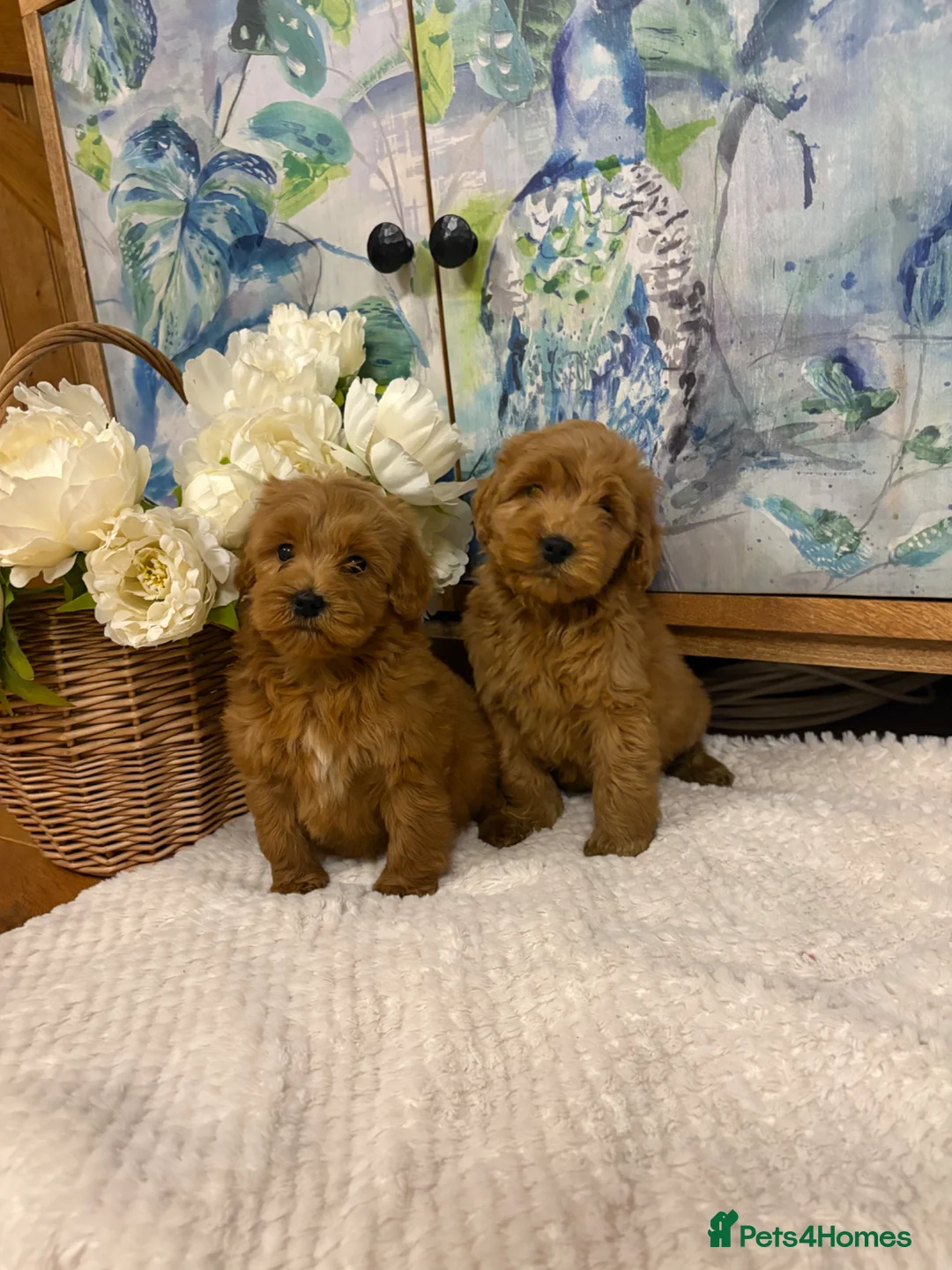 Cockapoo dogs for sale: Cockapoo F1 show type pups, PRIZEWINNING LINES  in Wellington - Advert 1