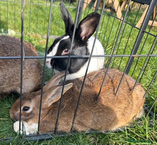 Continental Giant Rabbits Breed - Information, Temperament, Size ...